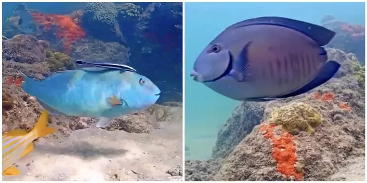 Ramón (left) and Oval (right) make regular appearances on the Coral City Camera. - PHOTOS COURTESY OF CORAL CITY CAMERA