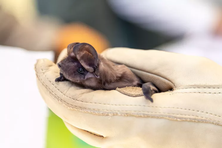 The Florida bonneted bat is one of the country's most endangered species of bat, and it lives around Zoo Miami. - PHOTO COURTESY OF BAT CONSERVATION INTERNATIONAL