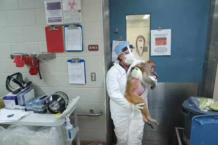A researcher carries a monkey infected with the Zika virus in 2016. Similar research has helped develop the COVID-19 vaccine. - PHOTO BY SCOTT OLSON/GETTY
