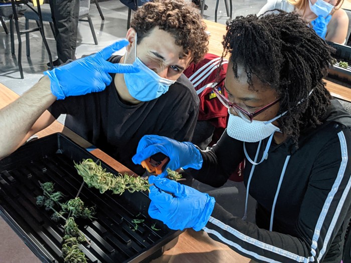 Students trim marijuana buds at Learn Sativa U. - PHOTO COURTESY OF LEARN SATIVA UNIVERSITY