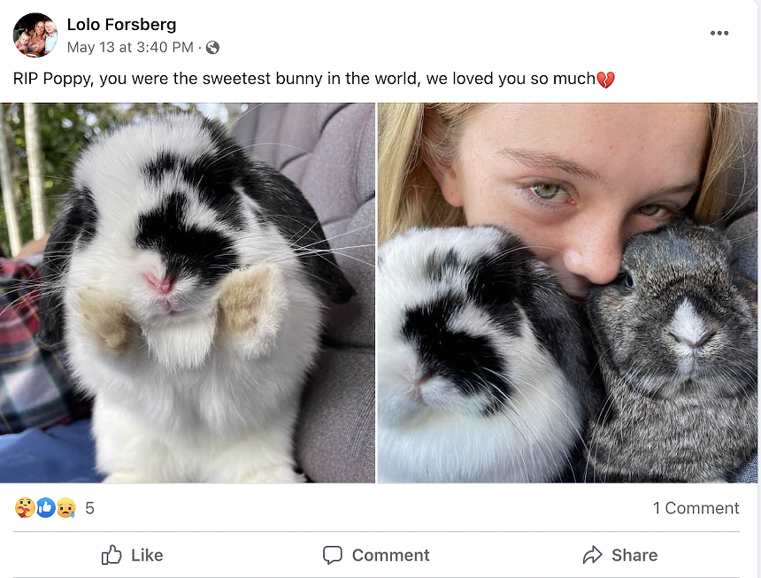 Lolo Forsberg posted photos of Poppy after the fatal encounter. - SCREENSHOT VIA LOLO FORSBERG/FACEBOOK