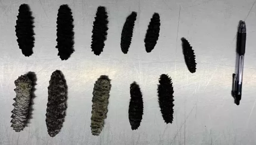 Spiny dried sea cucumbers