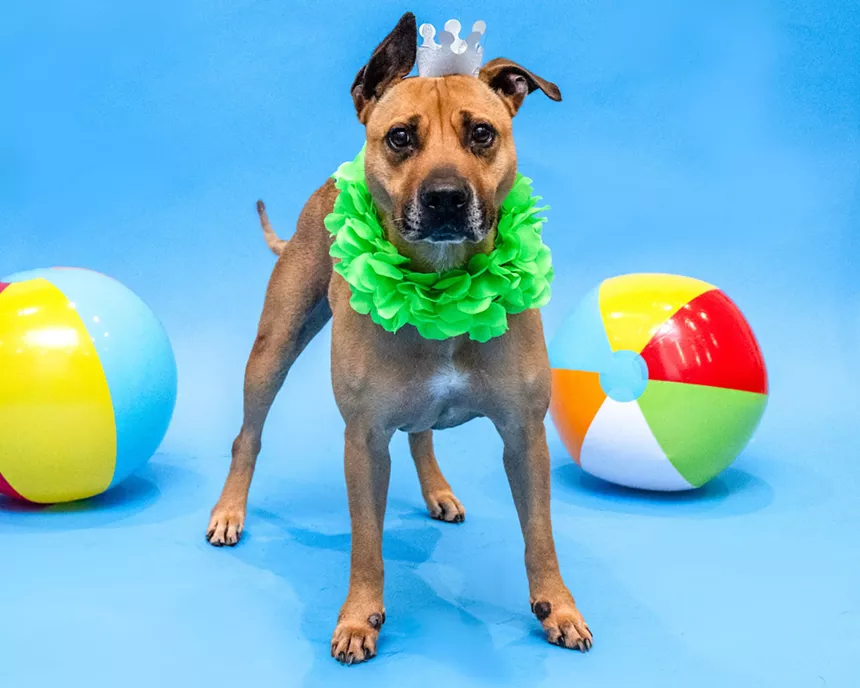 Terrier mix dog stares at the camera, surrounded by beachballs