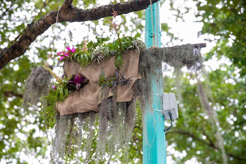 Orchid planter hanging from a tree