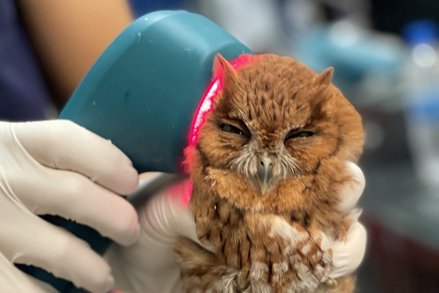 A small owl being treated with light therapy