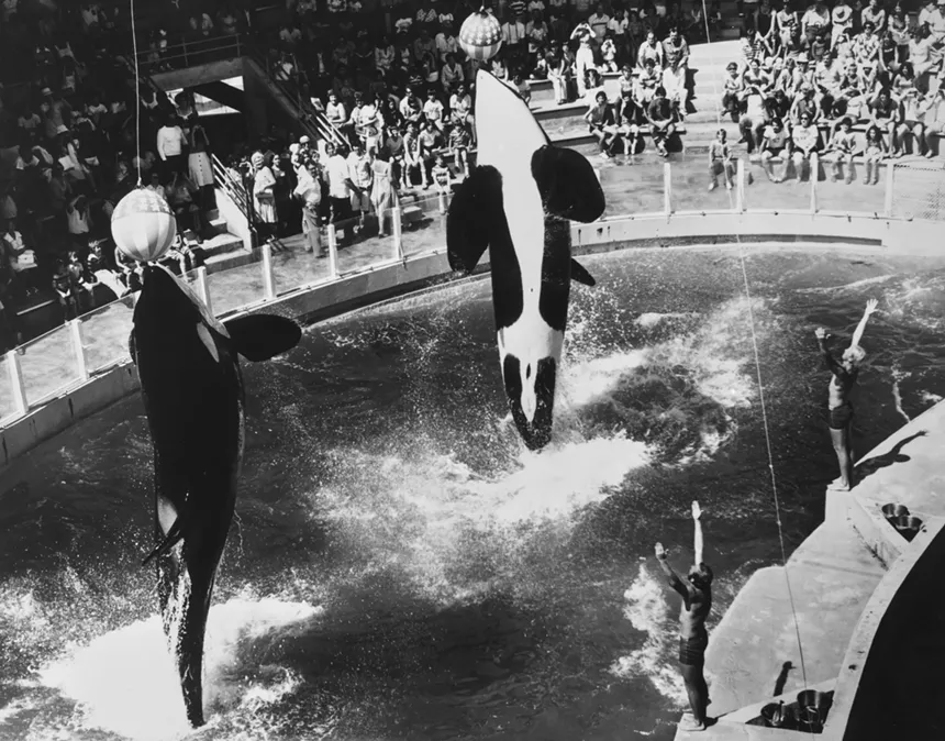 Black and white photo of Lolita and Hugo performing at the Miami Seaquarium