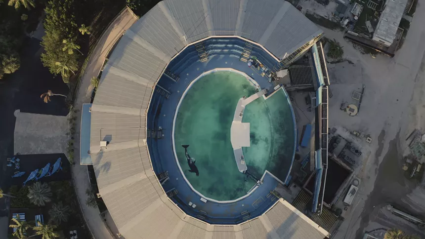 Still from the documentary Resident Orca