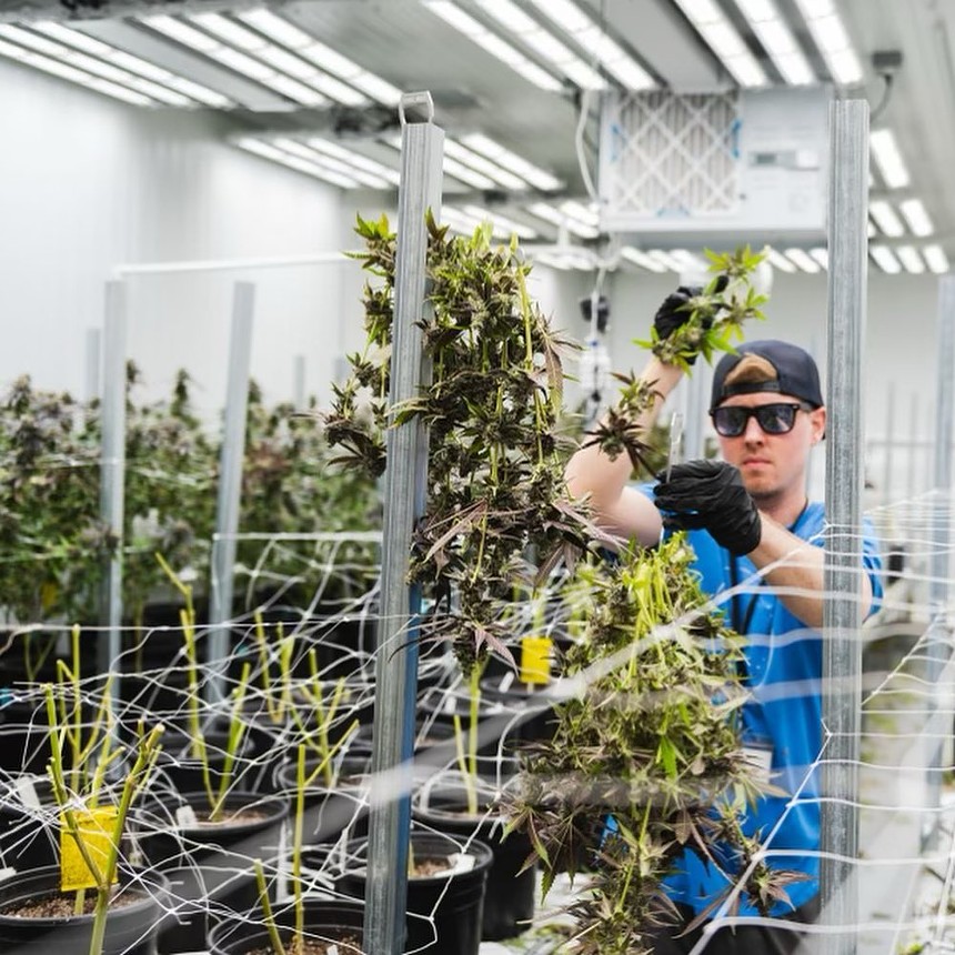 A cannabis company worker tends to buds cultivated in a Florida medical marijuana grow house