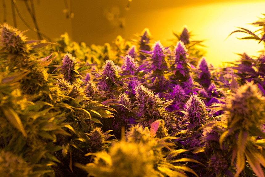 Thick purple cannabis nuggets growing in a cultivation room