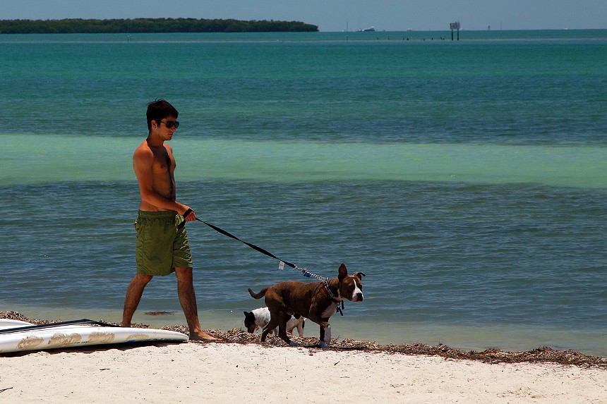 Man walking his dogs on the beach