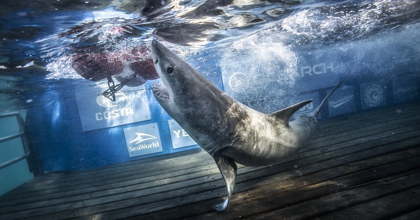 A great white shark in a research tank with its jaws open wide