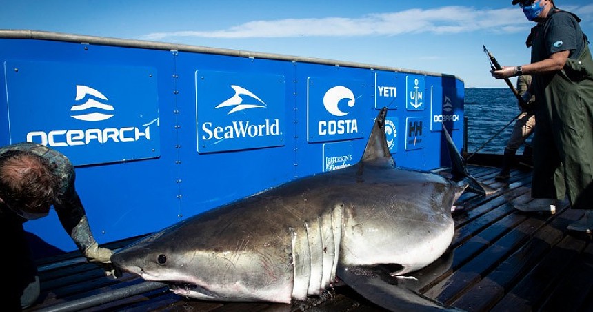 A large great white shark is brought aboard a research vessel