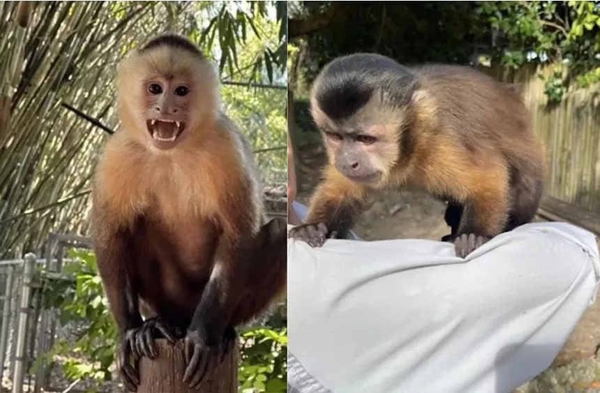 Two capuchin Monkeys. One of the left opens its mouth towards the camera. The other is standing on a person.