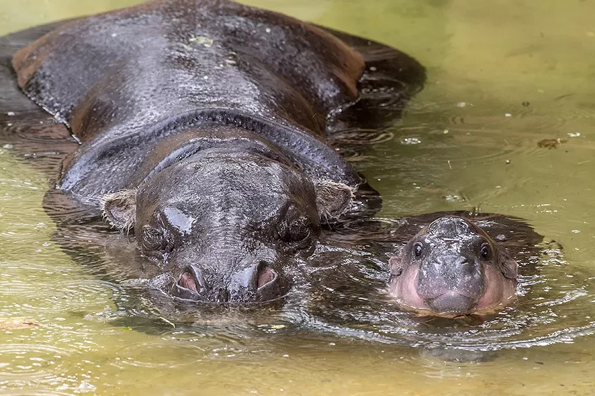 hippo and baby hippo