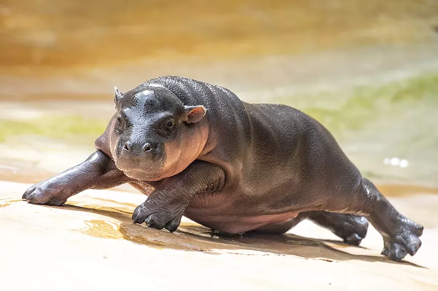 baby hippo