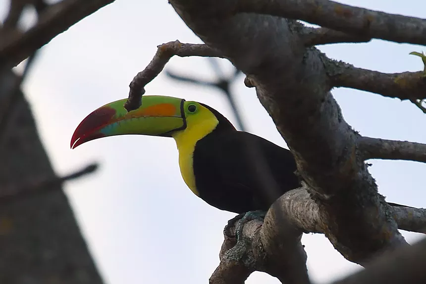 a toucan perches on a bare tree