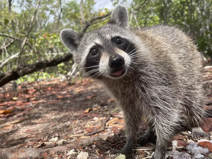 A raccoon stares at the camera.