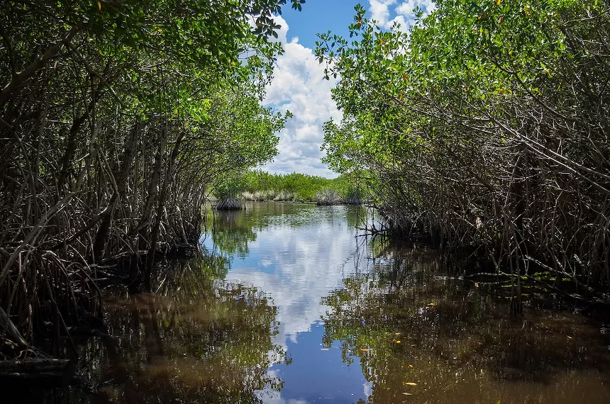 a mangrove swamp in Everglades National Park
