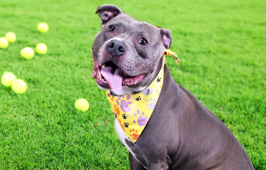 Bruce, a 5-year-old pit bull-terrier mix.