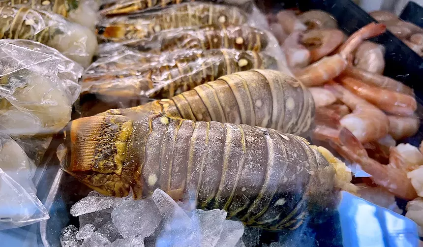 Sliced spiny lobster tails sitting on ice.
