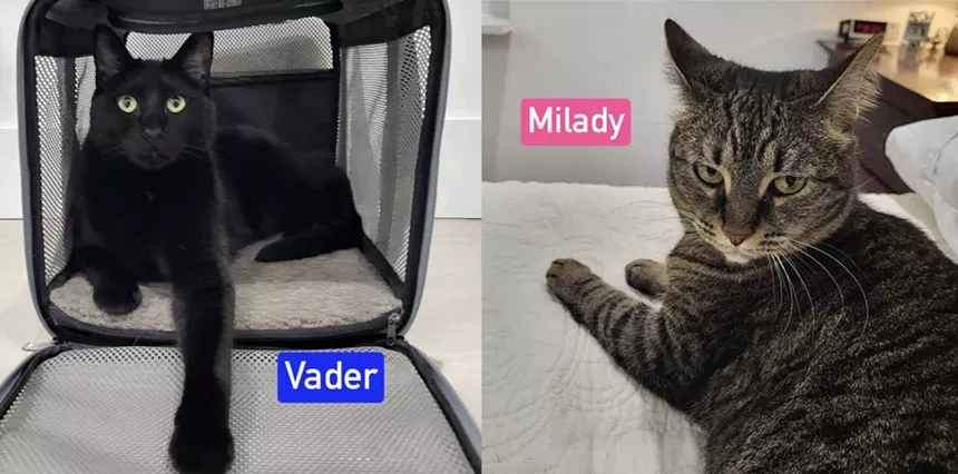 Vader and Milady, a pair of cats whose owners were deported.