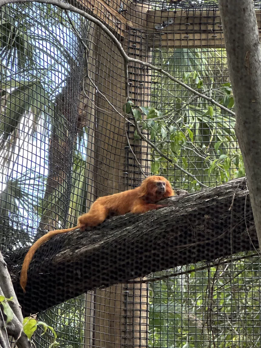 Gabriel, a 14-year-old golden lion tamarin, is pictured basking in the sunlight inside his new enclosure at Palm Beach Zoo.