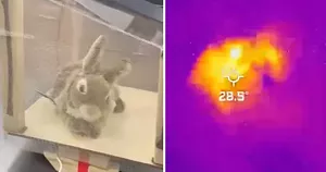 Depicted is a robot rabbit Florida officials are using to lure out Burmese pythons in the ongoing fight against the invasive species in the Florida Everglades.
