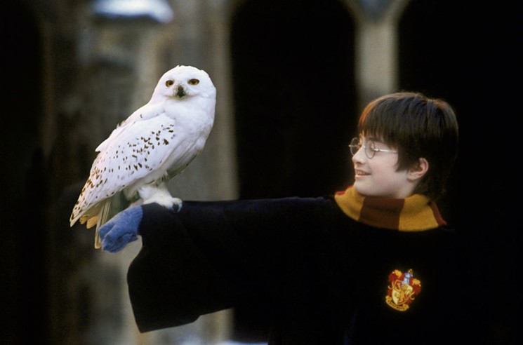 Hedwig and Harry - PHOTO COURTESY OF WARNER BROS. CONSUMER PRODUCTS