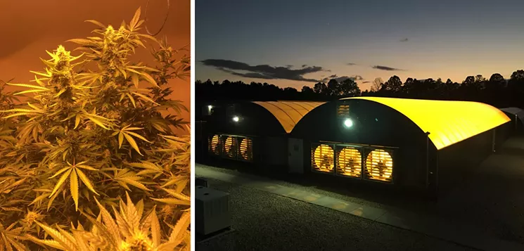 Inside a San Felasco Nurseries greenhouse, the Green Solution grows potent marijuana strains. - COURTESY OF THE GREEN SOLUTION