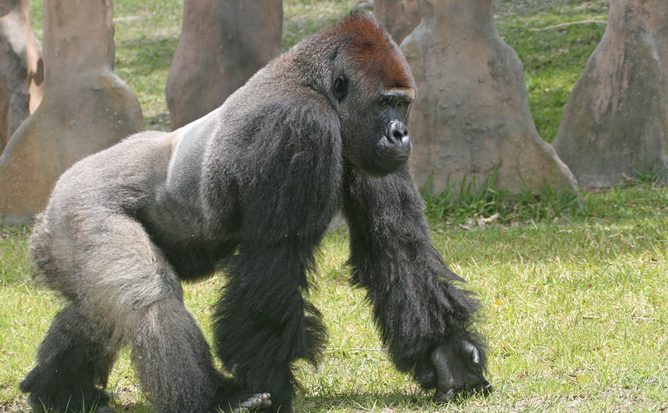 A silverback gorilla at Zoo Miami.