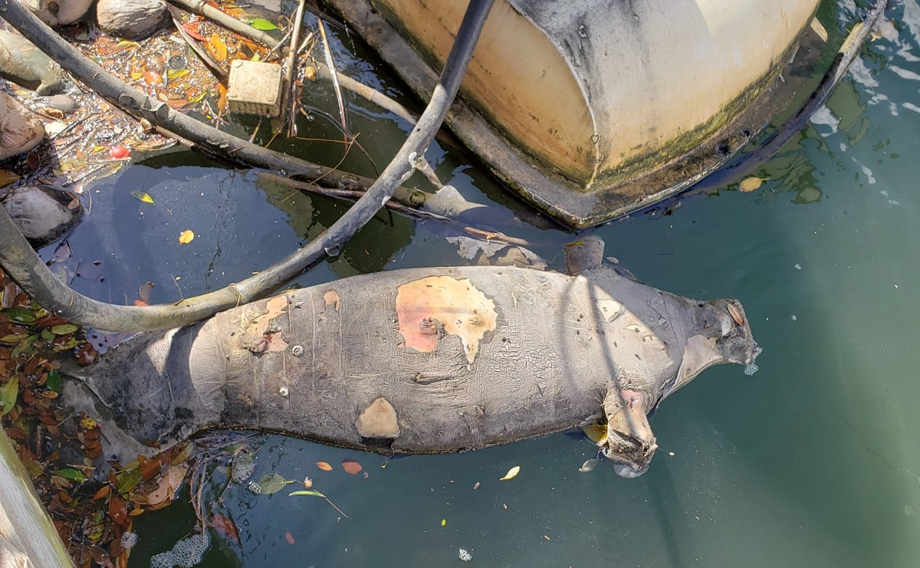 Coral Gables resident Ilaria Pezzatini found a dead manatee near the dock of her home this past weekend.