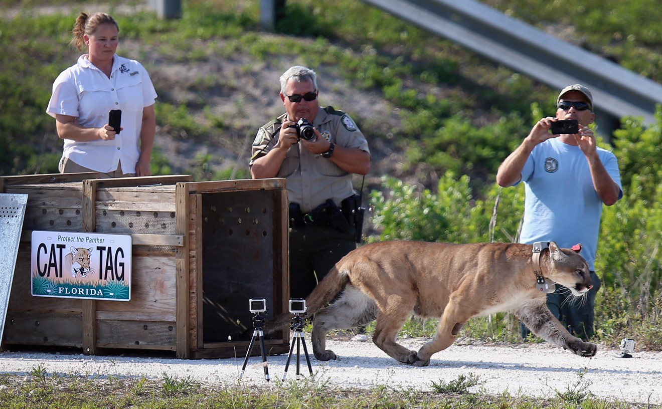 One of two 2-year-old Florida panthers that were released into the wild on April 3, 2013.
