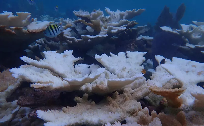 Florida Researcher Says Goodbye to Centuries-Old Coral After Mass Bleaching Event