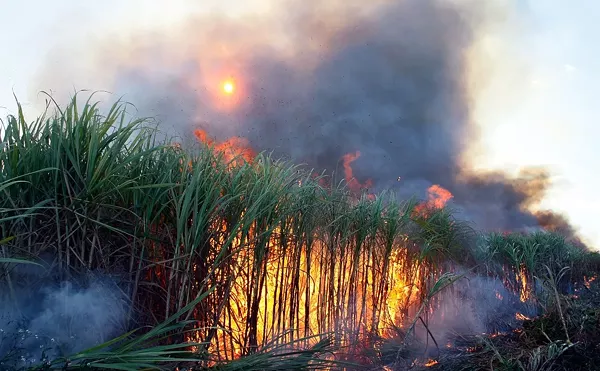 Class-Action Lawsuit Against Big Sugar Dismissed; Environmentalists Vow to Fight On