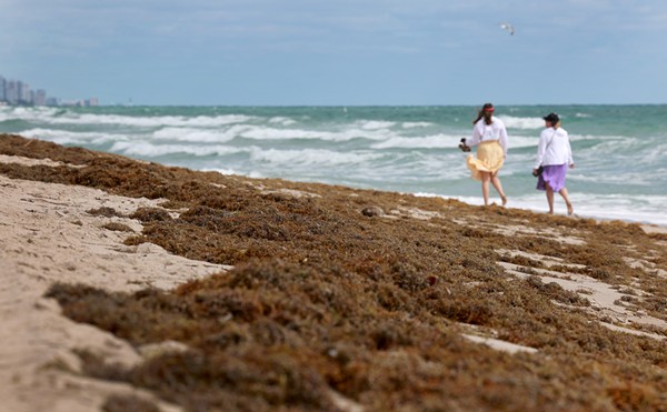 Seaweed Meltdown: Will the Massive Sargassum "Blob" Live Up to the Hype?