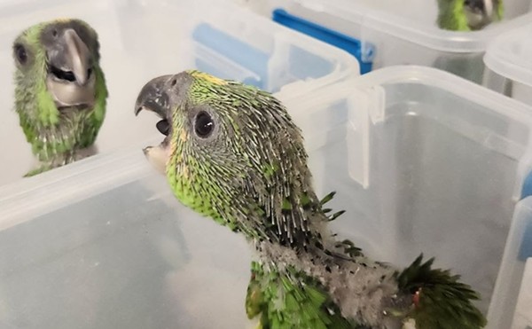 Parrot Hatchlings Rescued From Smuggler's Suitcase Are Thriving