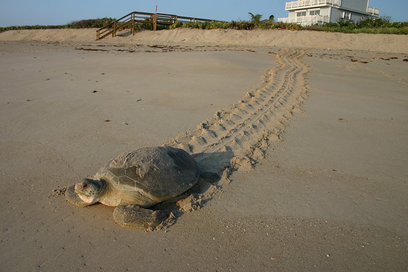 Why Did Miami Beach Plan Beach Renourishment During Sea Turtle Season