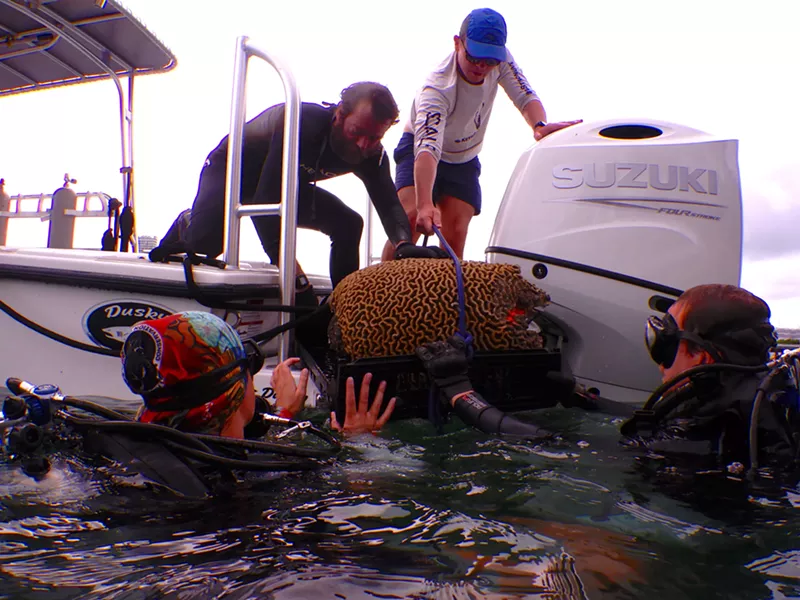 Endangered Coral Colonies Rescued From Beach Miami Seawall Collapse 