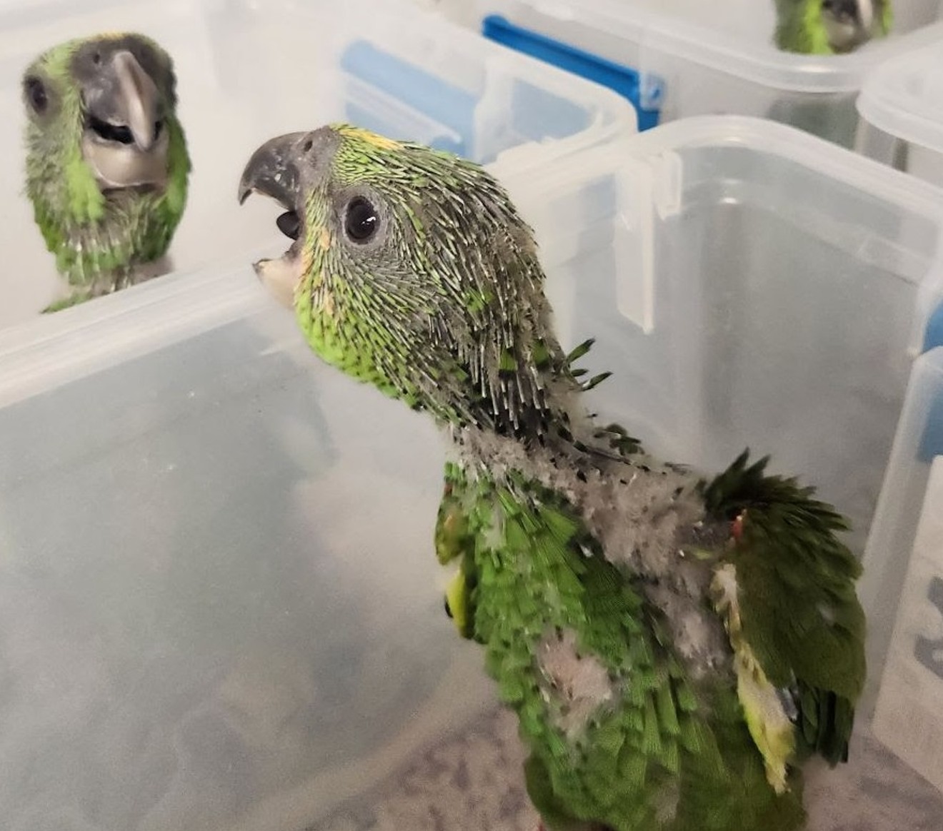One of 24 baby parrots that survived incubating in a smuggler's suitcase en route to Miami International Airport in March 2023.