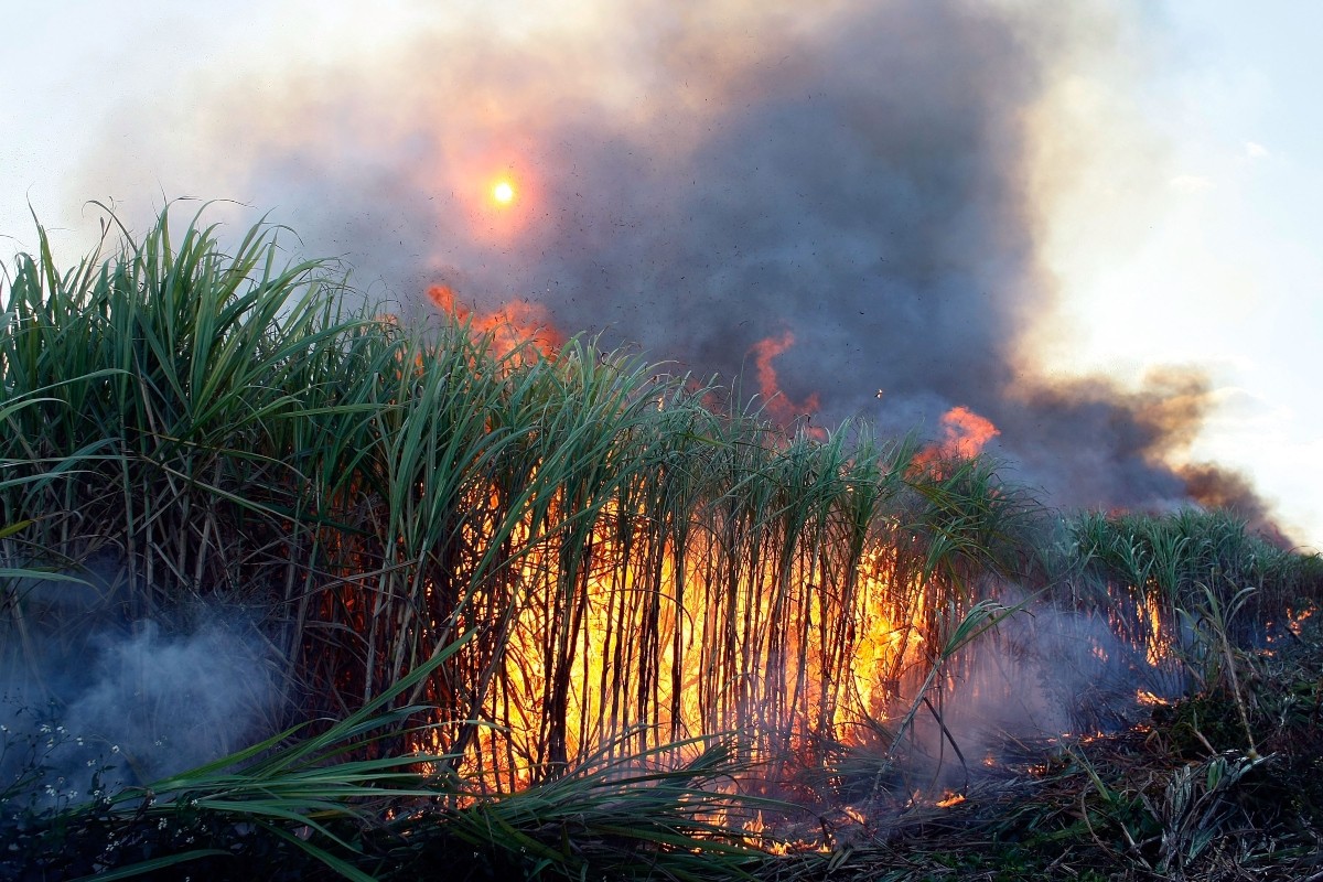 Sugarcane is prepared for harvest by burning off dead leaves in the U.S. Sugar Corporation fields in Clewiston.