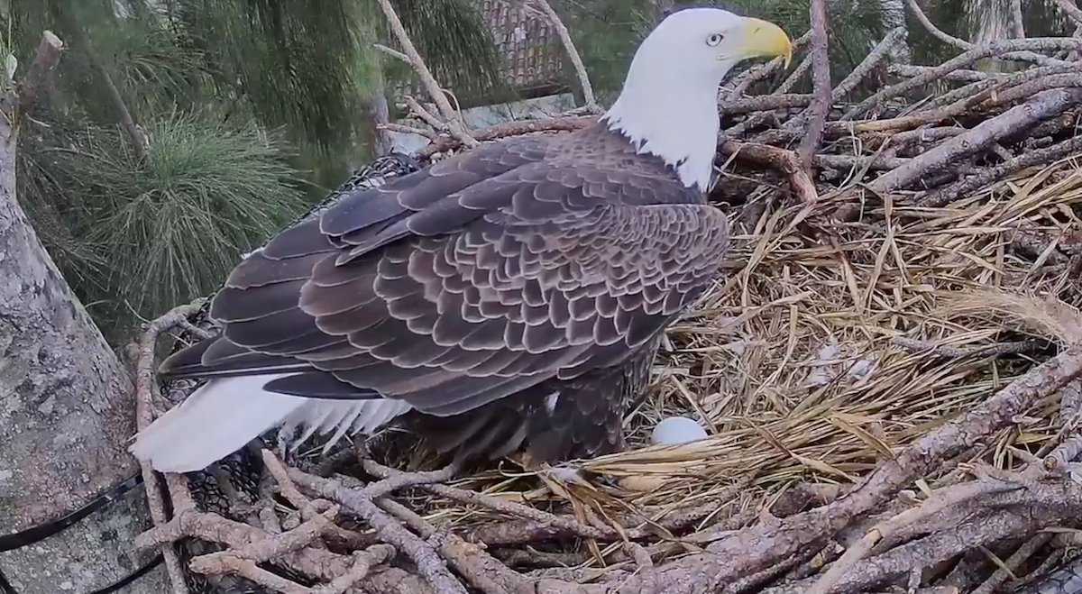 Internet Roots for Bald Eagles Ron and Rita on ZooMiami Eagle Cam | Miami  New Times