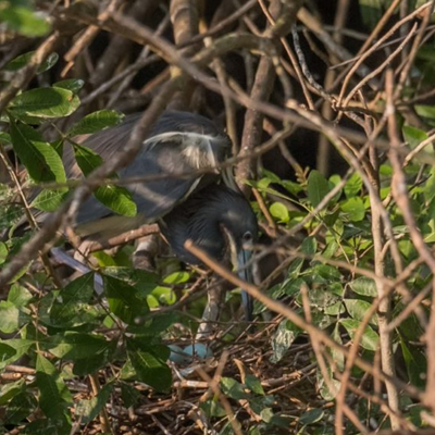 A tricolored heron tending to at least two eggs in its nest at the Calusa rookery.