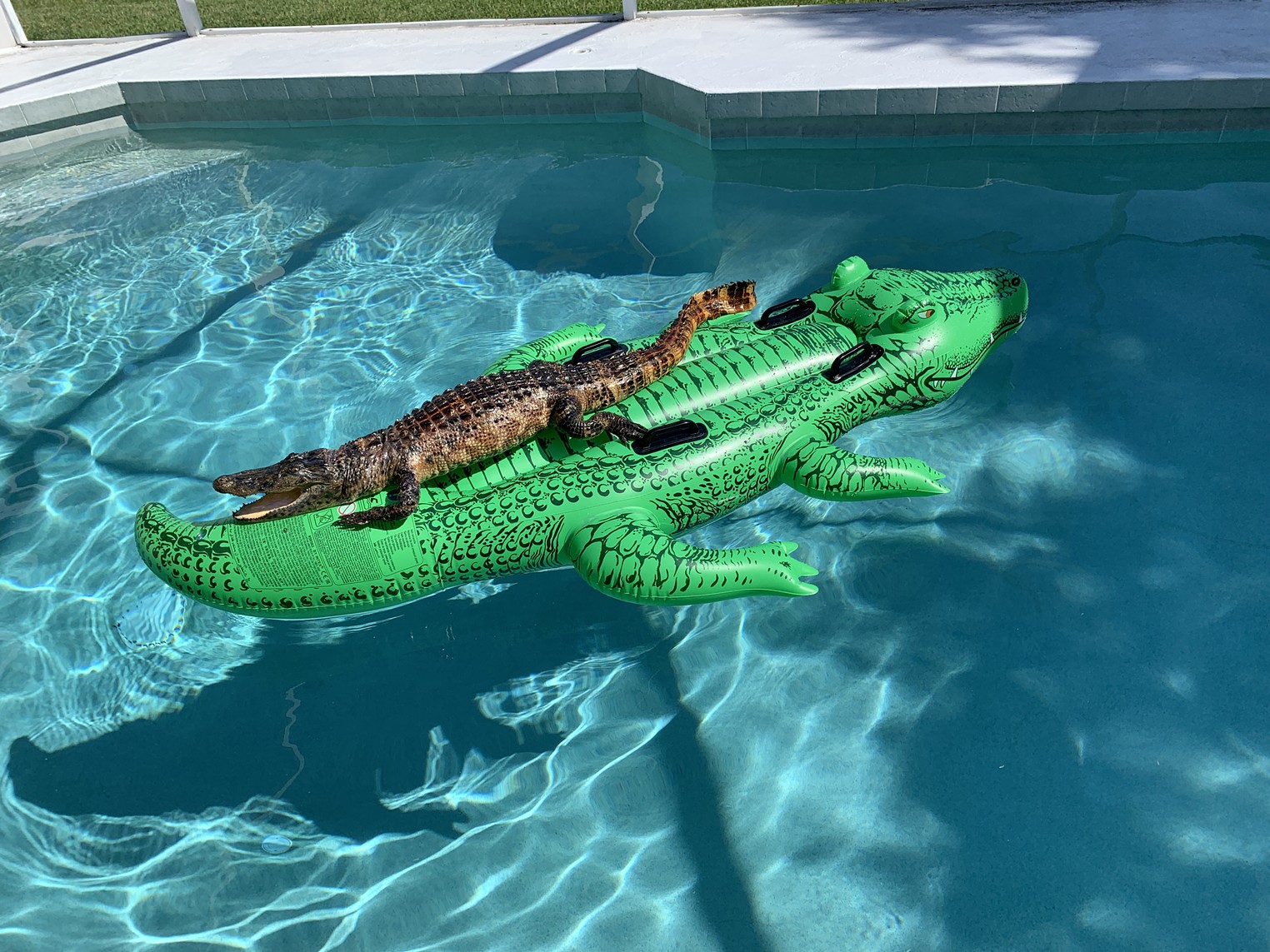 Alligator Spotted on Alligator Pool Float at Miami Airbnb