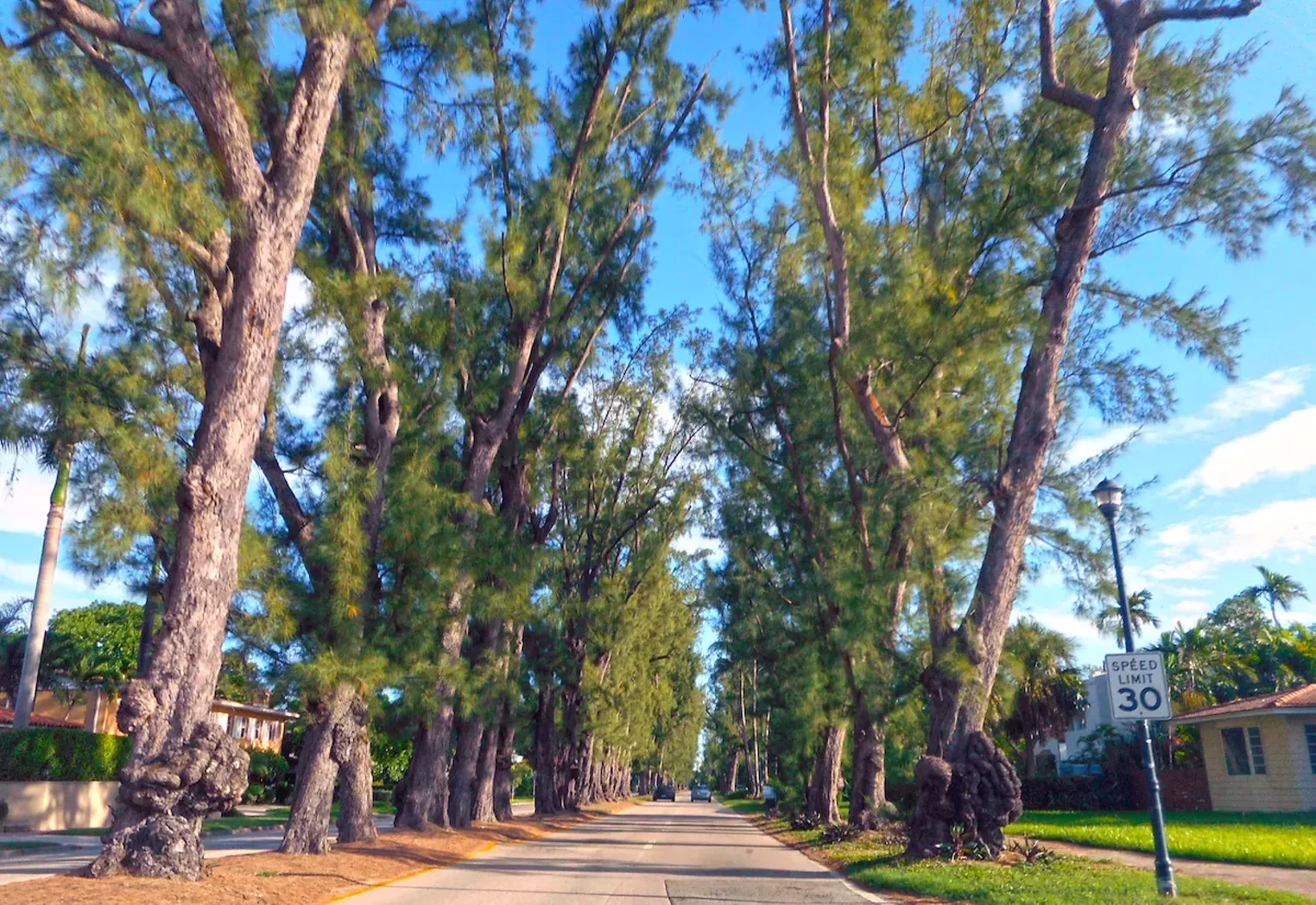 MiamiDade County Will Prune Pines on Historic Pine Tree Drive Beginning in Late June Miami