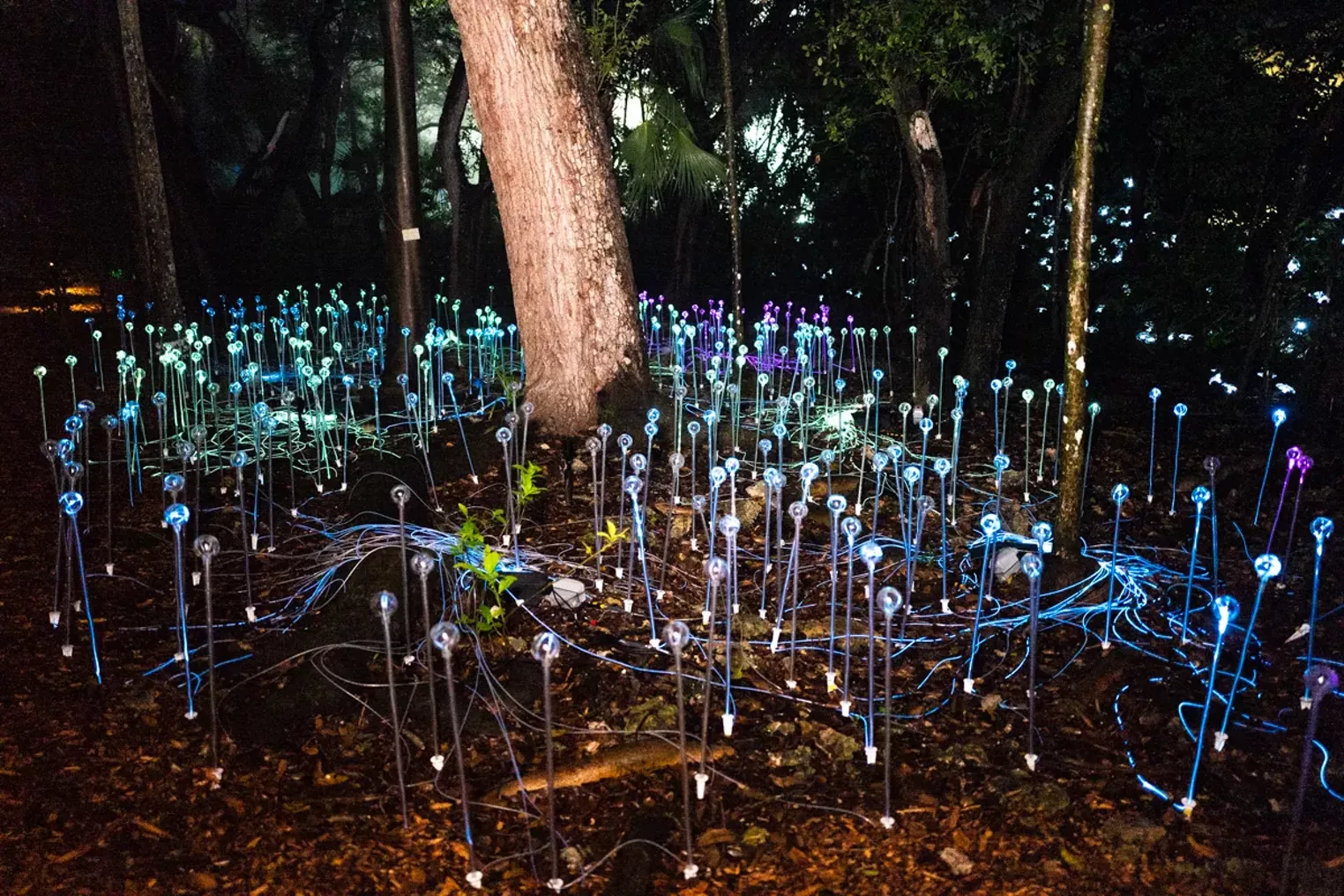 NightGarden at Fairchild Tropical Botanic Gardens Miami Photos 2019