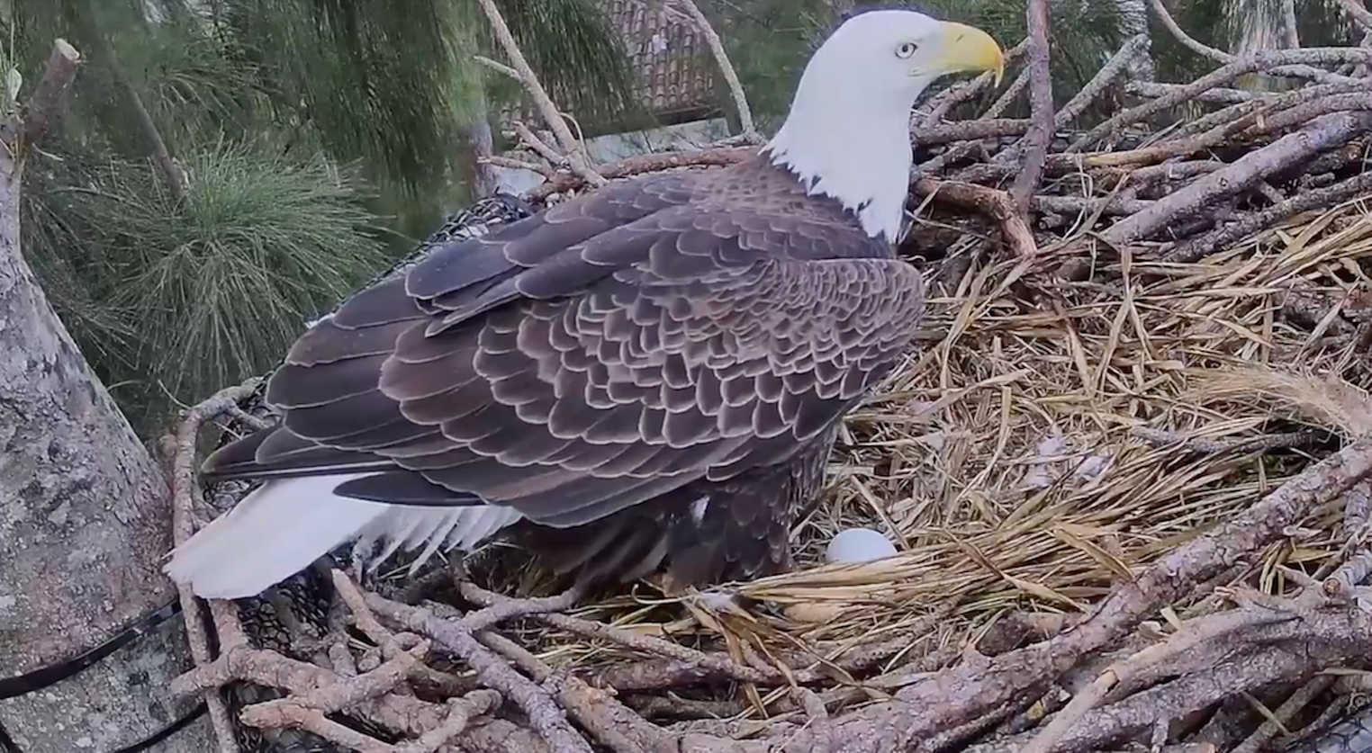 Big Bear bald eagle eggs expected to hatch soon; how to watch