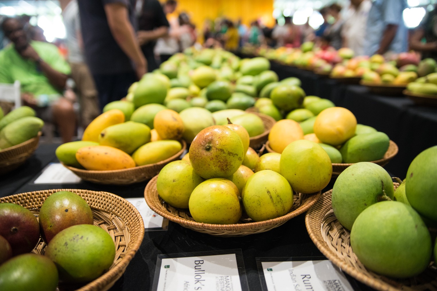 24th Annual International Mango Festival at Fairchild Tropical Botanic