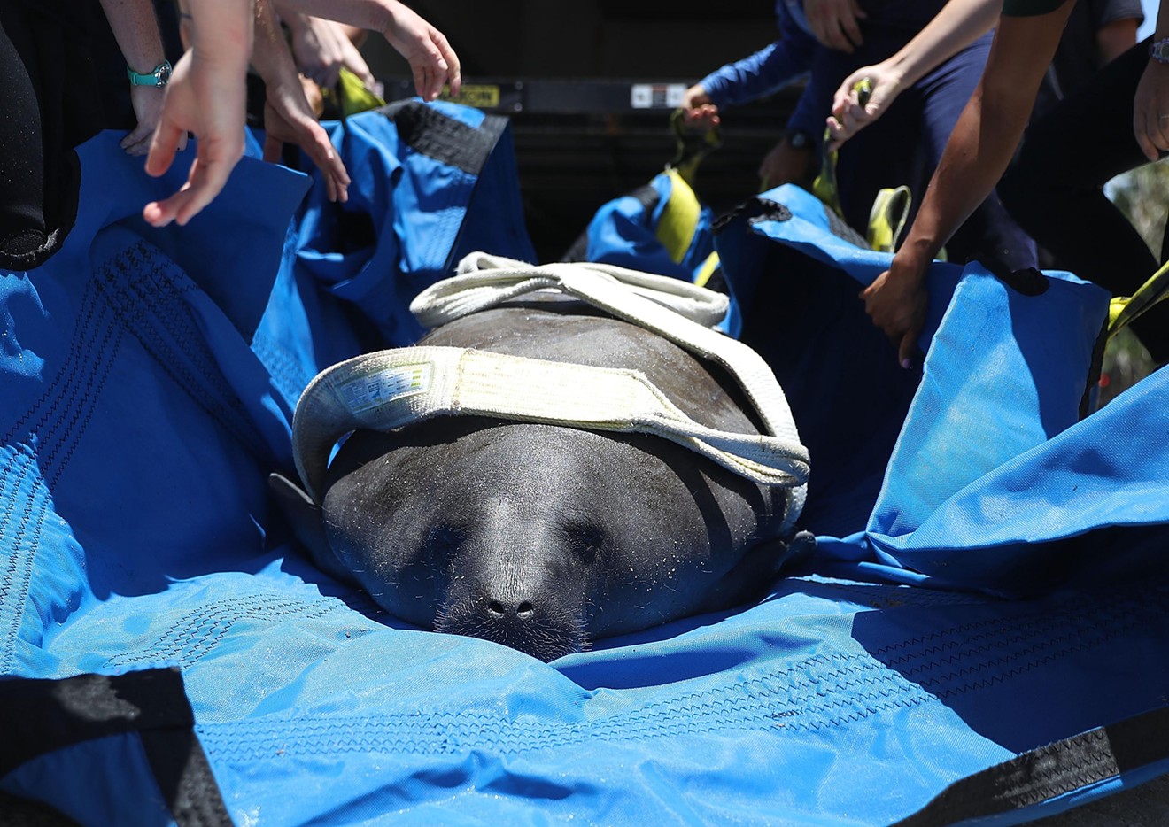 Miami Seaquarium rescue workers prepare to release a manatee into the Loxahatchee River at the Jonathan Dickinson State Park boat ramp in Jupiter, Florida, on June 21, 2016. Though some advocates called for Seaquarium manatees Romeo and Juliet to be released into the wild, others argued it would be safer to transport them to another marine park.