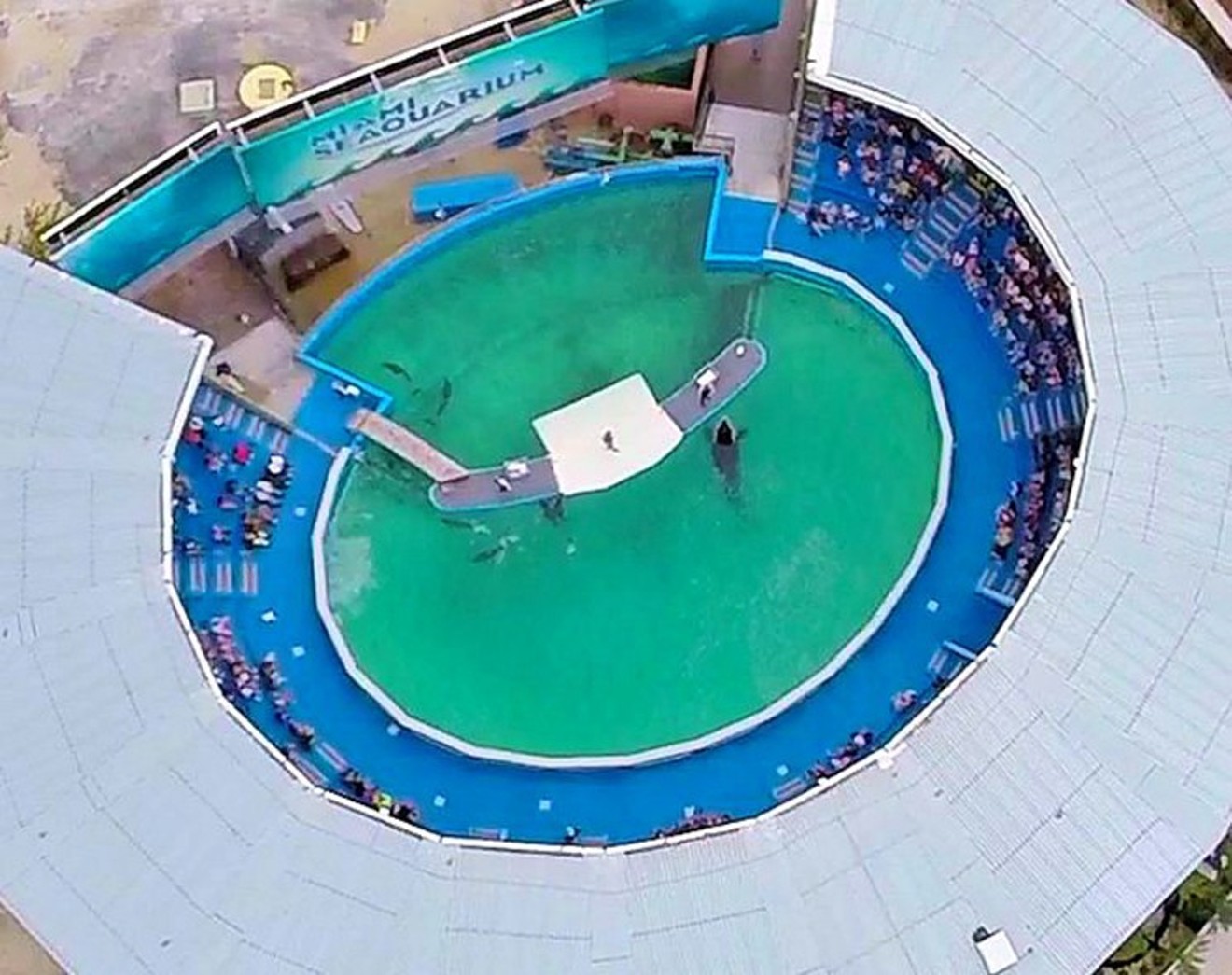Lolita the orca has lived in this tank for more than 45 years.