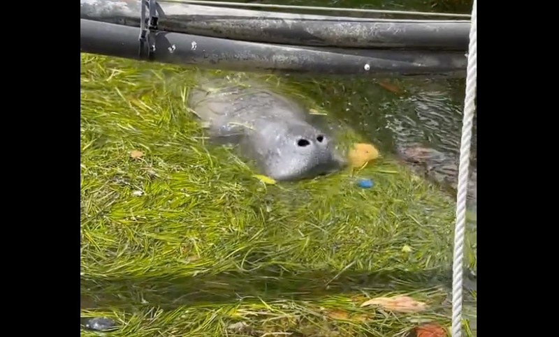 A manatee in Miami Beach nearly ingested a plastic bottle cap.